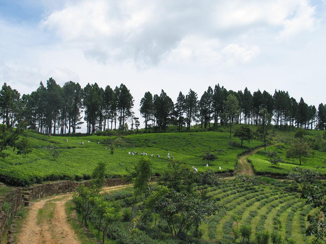 Load video: The Greenfield Bio Plantation is our tea plantation in Sri Lanka.